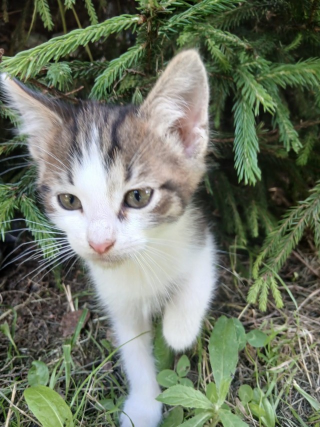 Отдам котят