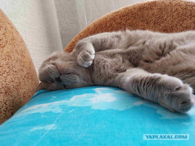 Котики во вторник.