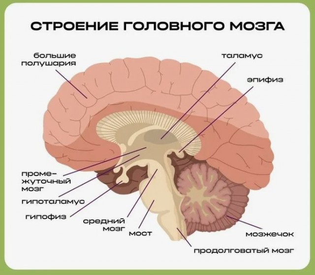 РПЦ законодательно запретит пропаганду "звериного ядра" в человеке