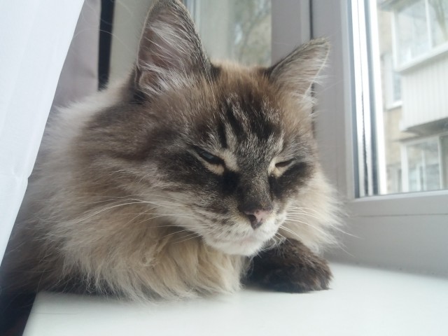 Котовторник