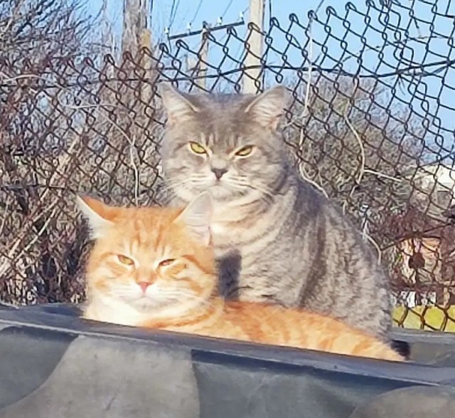 Кто тут против котовторника?