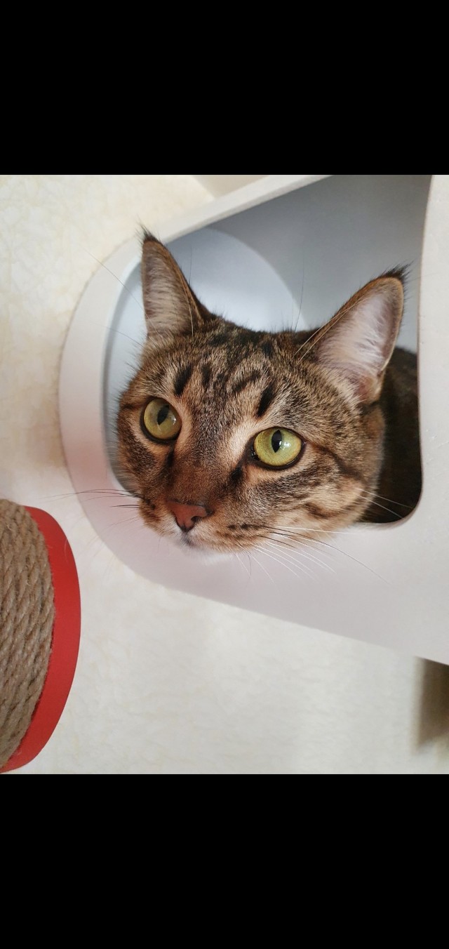 Друзья (котовторник)