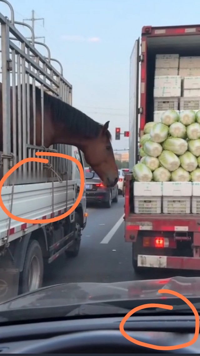 Капуста ням, ням