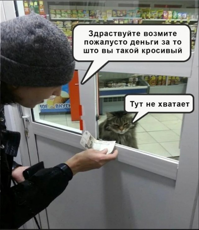 В сети нашли самого милого хвостатого кассира