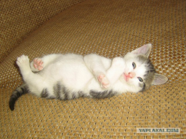 Котовторник 23.07.2013