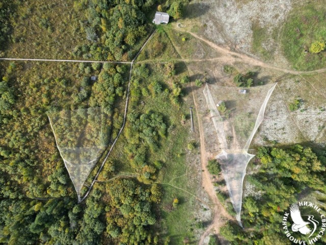 Сезон кольцевания птиц стартовал на Ладожской орнитологической станции