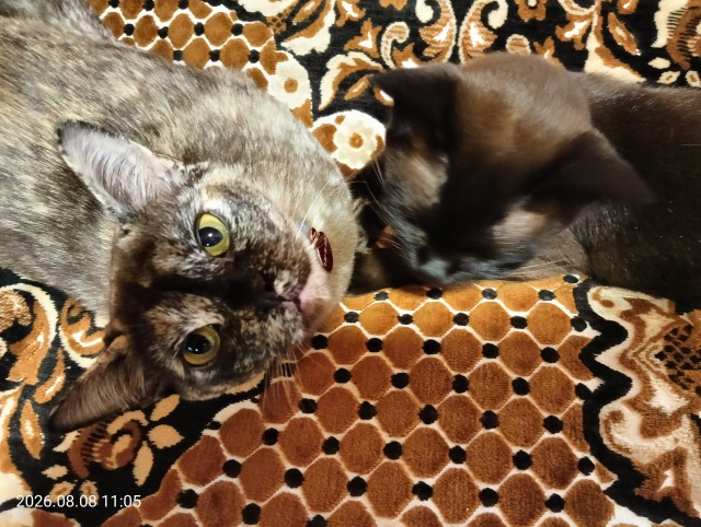 Всемирный день котиков.
