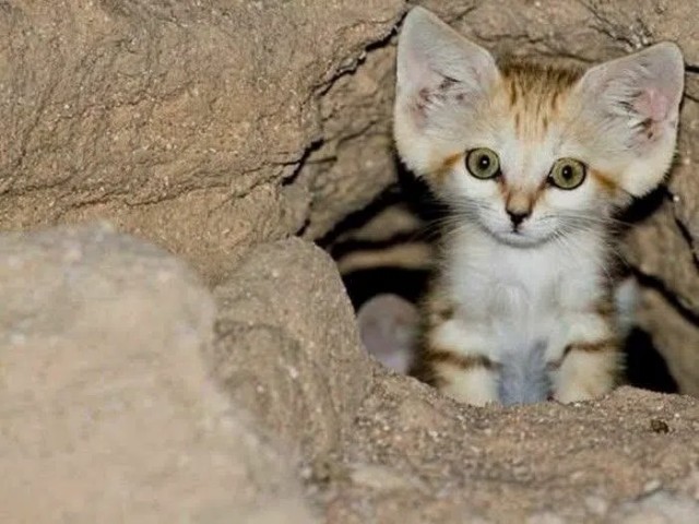 На правах котовторника