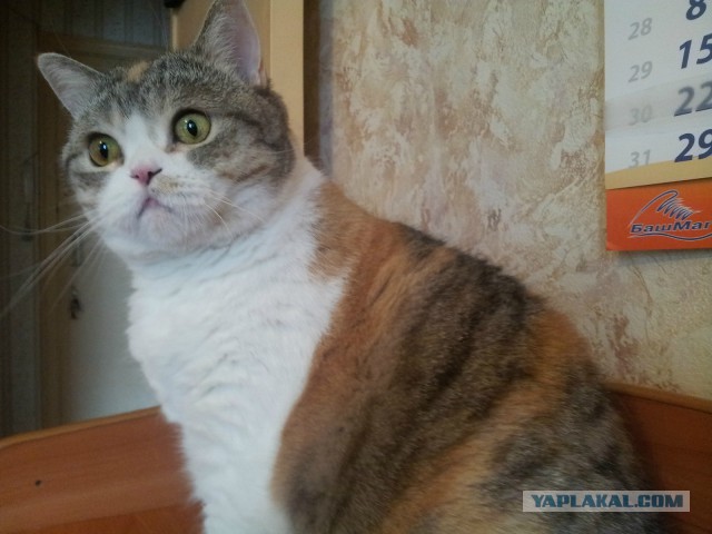 Котовторник 22.10.2013
