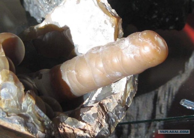 Забавные камешки. Халцедон