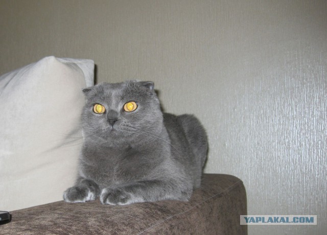 Котовторник 17.06.2014