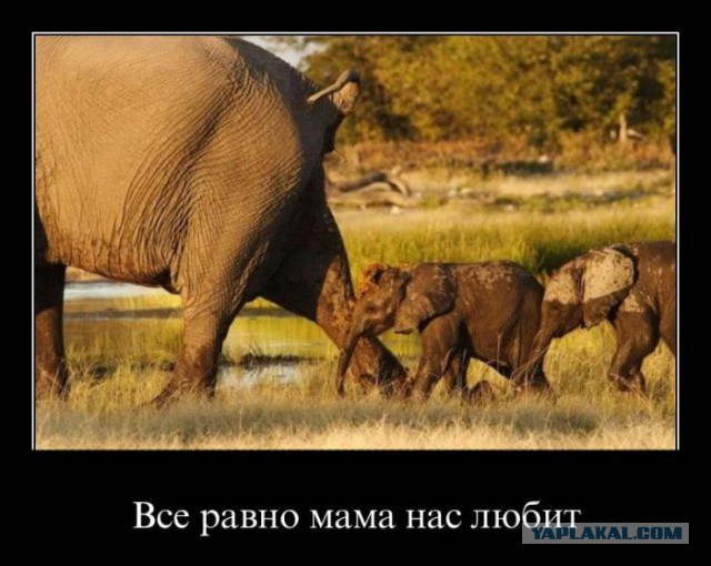 Весёлое из сети