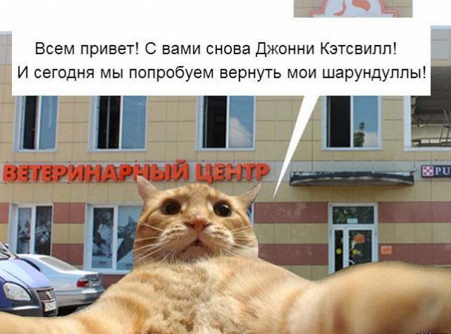 Почему домашних котов нужно кастрировать