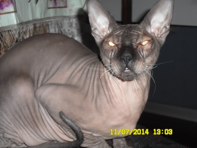 Кот. Просто кот