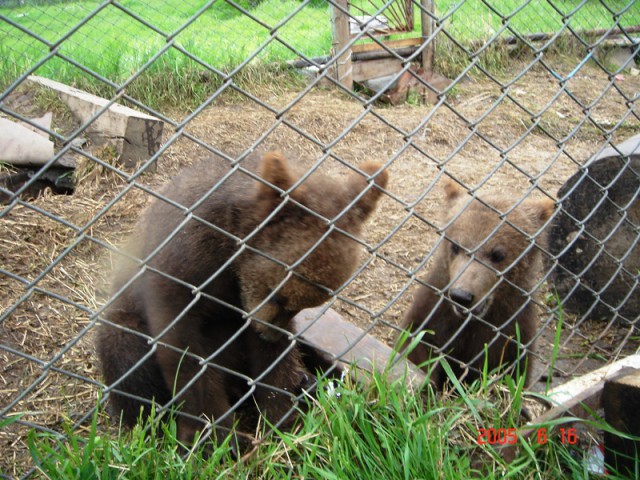 Путина 2005, Камчатка