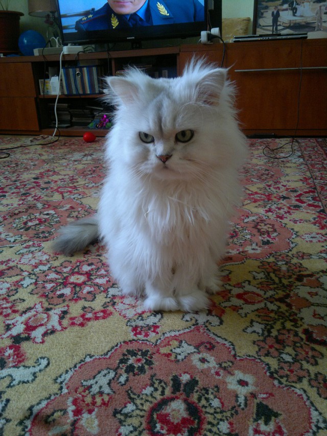 Котовторник на вторник, Котовторник