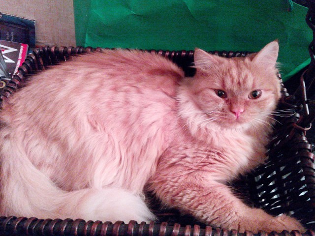 Котовторник  21.07.2015