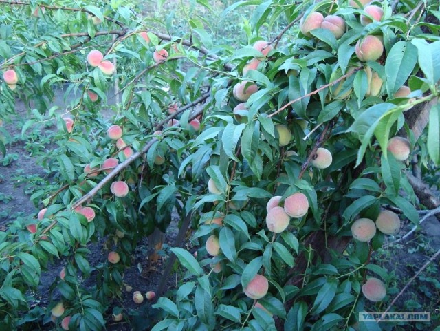 Небольшая дверь в Лето!