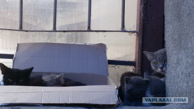 Котовторник