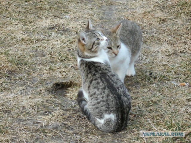 Жизнь домашнего приюта для котеек 101