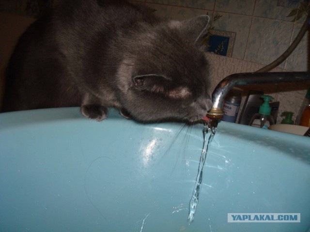 Восьмомартовский котовторник