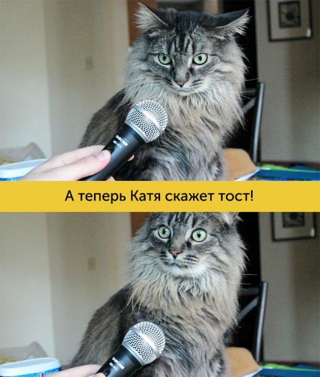 15 котов, мимике которых можно только позавидовать