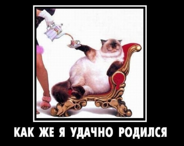 Демы к котовторнику!