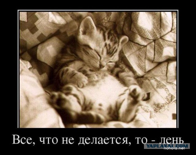Демы к котовторнику!