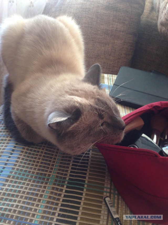 Котовторник 08.11.2016
