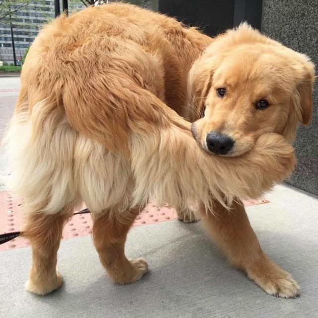 Самые смешные животные