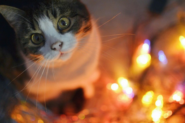 Коты и Кошки