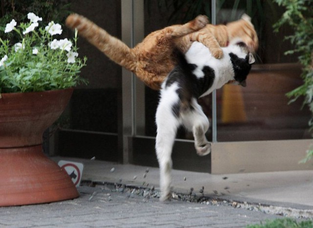 Коты и Кошки