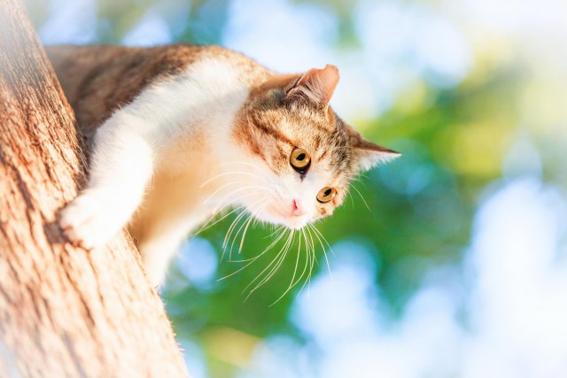 Коты и Кошки