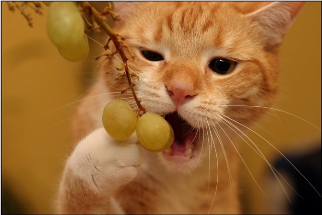 Коты и Кошки