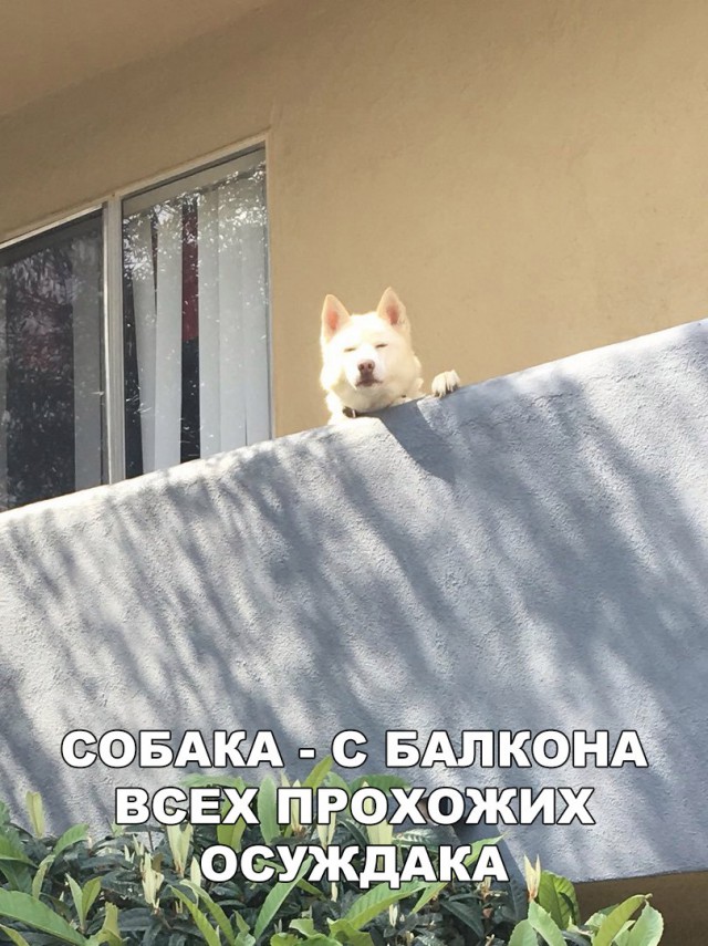 184 картинки для поднятия настроения!