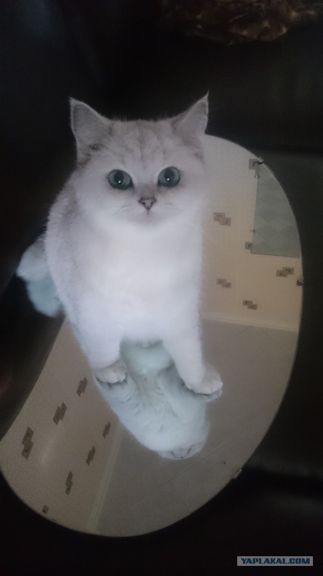 Котовторник 29.08.2017