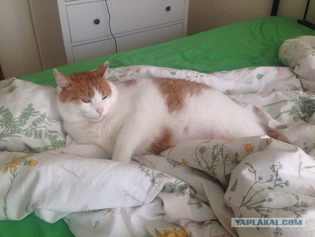 Котовторник 03.10.17.