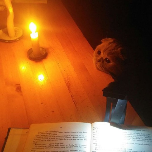 24 кота, которые подняли дерзость на новый уровень