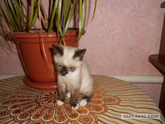 Котовторник 28.11.2017