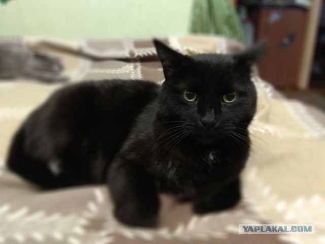 Котовторник  19.12.2017