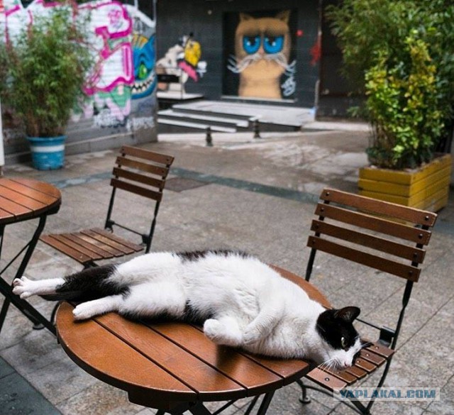 Котовторник 02.01.2018