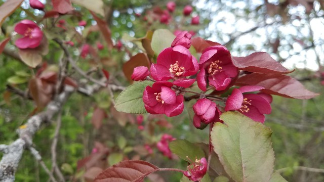 Просто Природа