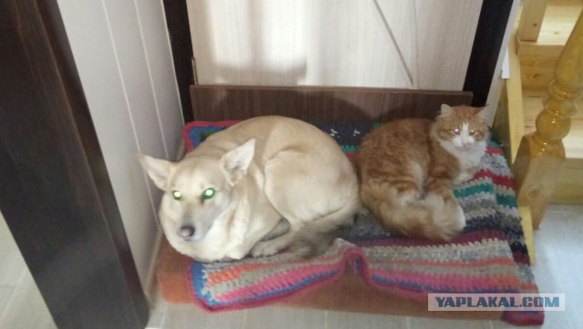 Ночью кошака перепугала