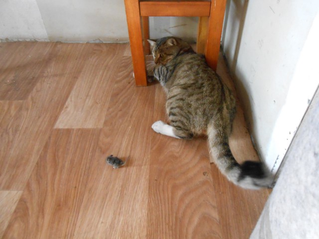 Прикольных котов пост