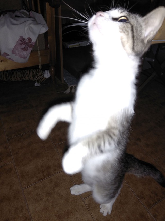 Котовторник  12.06.2018