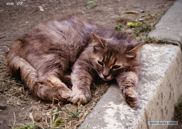 Ура, котовторник! (01.07.2008)
