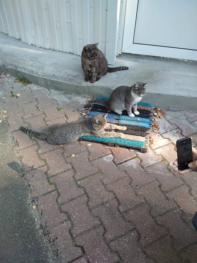 Жизнь домашнего приюта для котеек 226