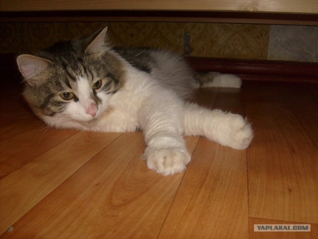 Котовторник 17 августа