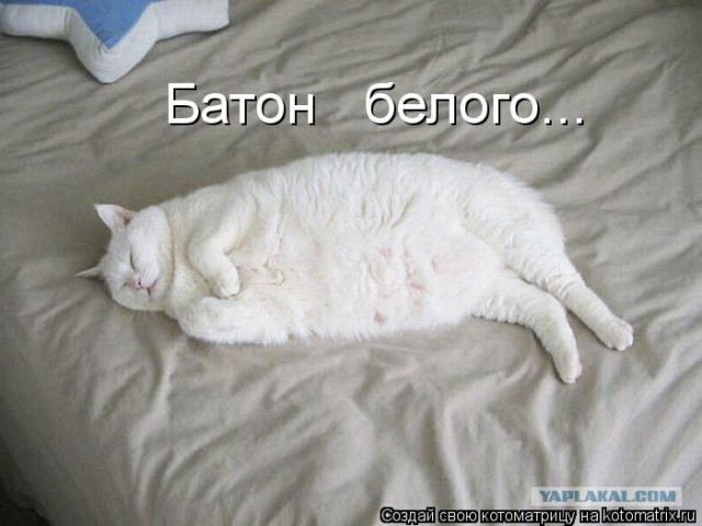 Котовторник объявляется открытым!