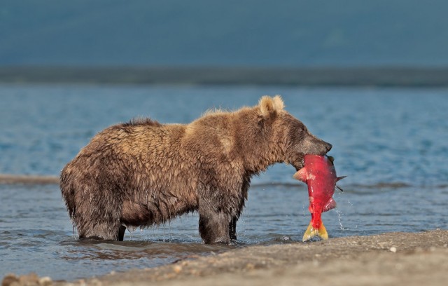 Мишки любят рыбку